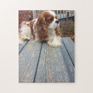 Stolt Spaniel för kung Charles Pussel