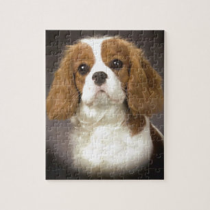 Stolt Spaniel för kung Charles Pussel