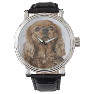 Stolt Spaniel för kung som Charles tittar upp Armbandsur