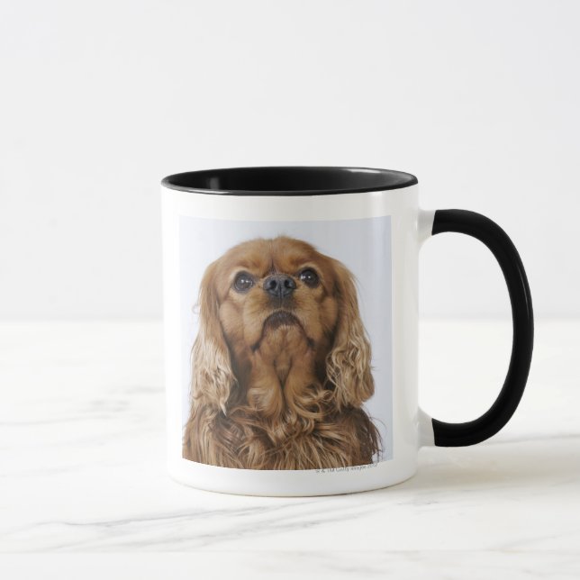 Stolt Spaniel för kung som Charles tittar upp Mugg (Höger)