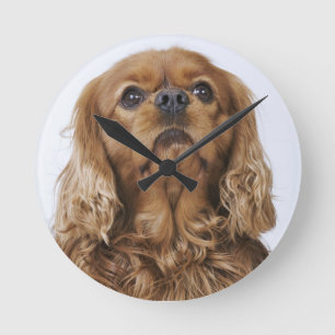 Stolt Spaniel för kung som Charles tittar upp Rund Klocka