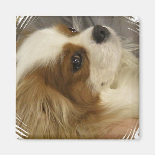 Stolt Spanielmagnet för kung Charles Magnet