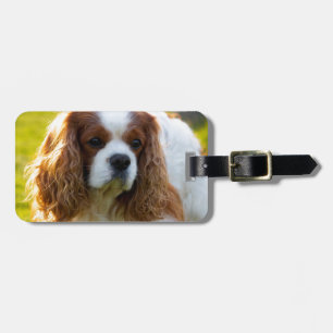 Stolt Spanielporträtt för kung Charles Bagagebricka