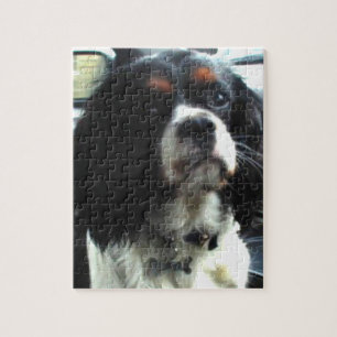 Stolt Spanielpussel för kung Charles Pussel