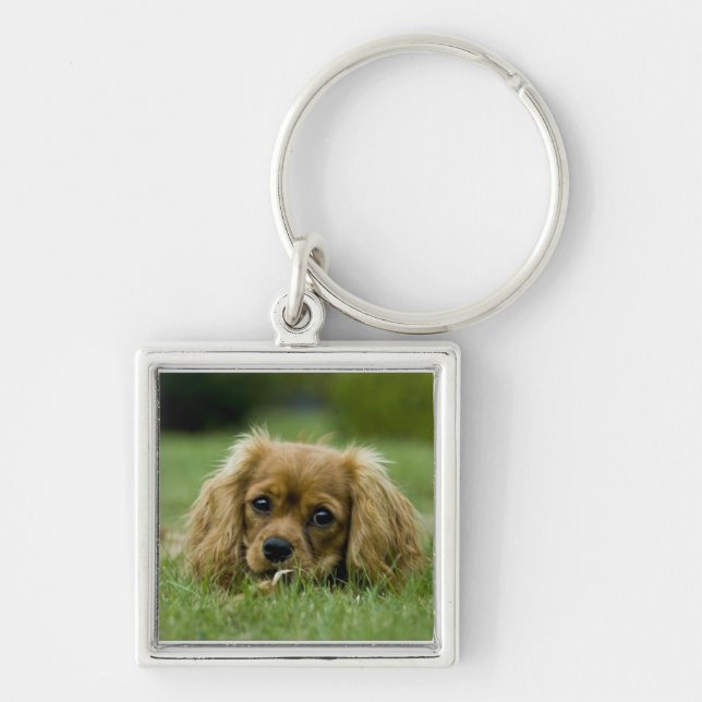 Stolt SpanielRuby för kung Charles Fyrkantig Silverfärgad Nyckelring (Framsidan)