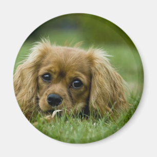 Stolt SpanielRuby för kung Charles Magnet