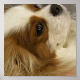 Stolt Spanieltryck för kung Charlies Poster