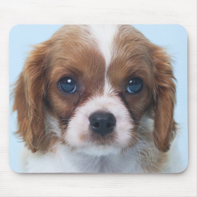 Stolt Spanielvalp för kung Charles Musmatta (Framsidan)