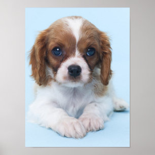 Stolt Spanielvalp för kung Charles Poster