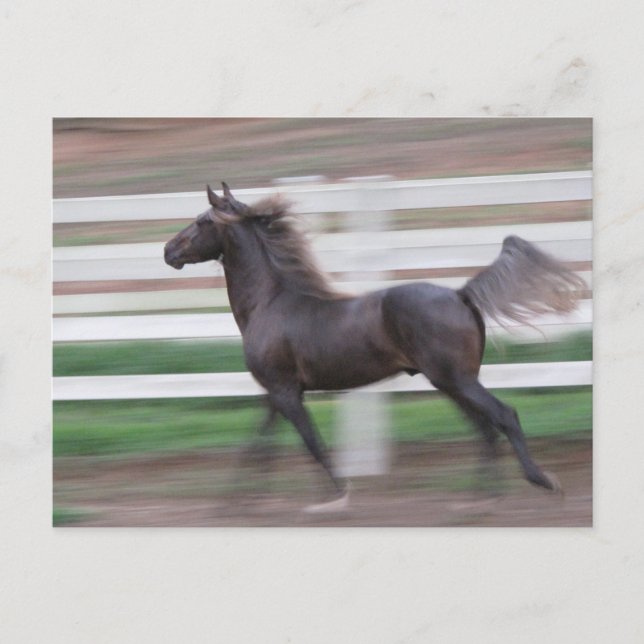 Stolt spring vykort (Framsida)