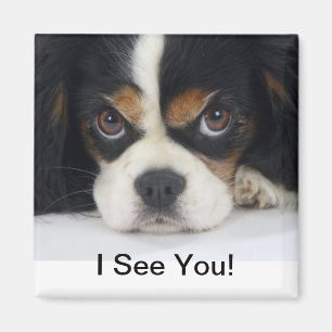 Stolt Tri Spanielmagnet för kung Charles Magnet