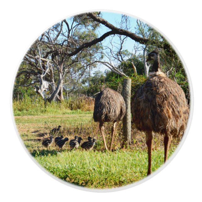 stolta EMU-föräldrar med Chickar, Knopp (Framsidan)