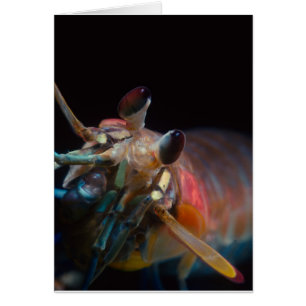 Stomatopod (bönsyrsaräka) hälsningskort