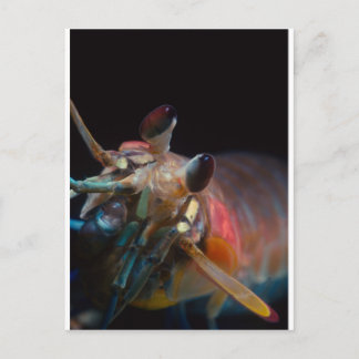 Stomatopod (Mantis Shrimp) Vykort