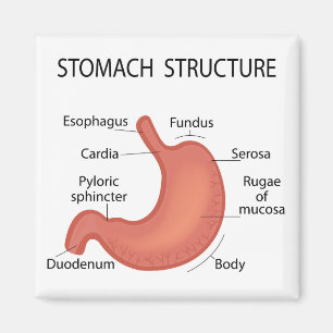 Stomatstruktur Magnet