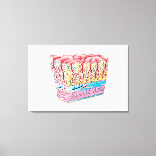 Stomkväggens anatomi och Lagrar Canvastryck (Framsida)