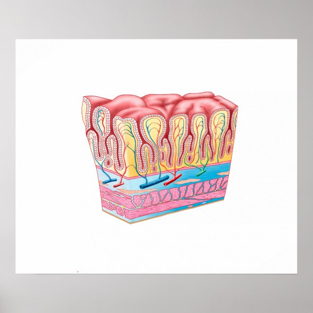 Stomkväggens anatomi och Lagrar Poster (Framsidan)