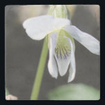 Stona Underlägg<br><div class="desc">Vår i Underlägg BLOMFOTOPROTOKOLL</div>