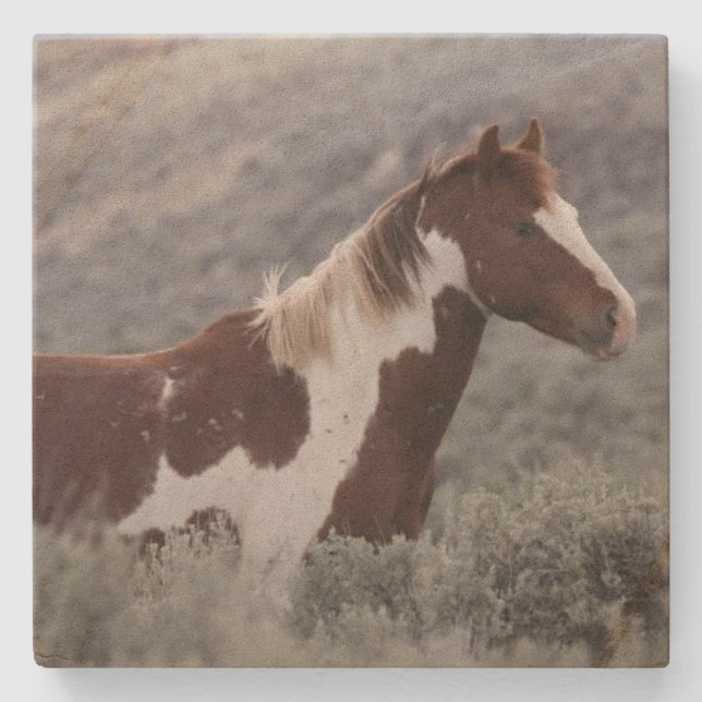 Stone Coaster_pinto stallion side  Stenunderlägg (Framsidan)