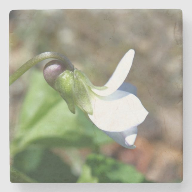 Stone Coaster Stenunderlägg (Framsidan)