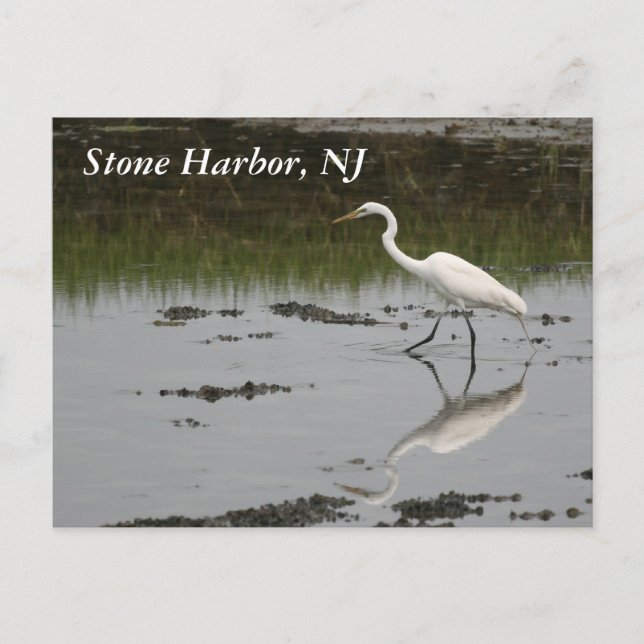 Stone Harbour Egret Vykort (Framsida)