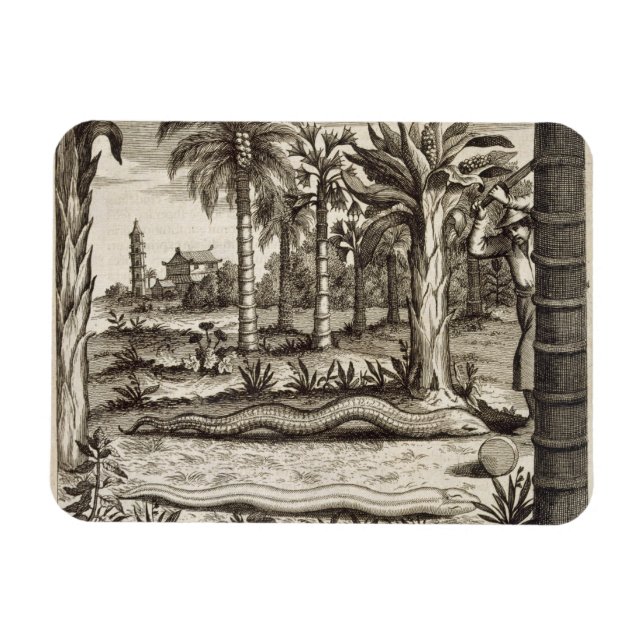 Stone-ormen, från China Illustrated av Athan Magnet (Horisontell)