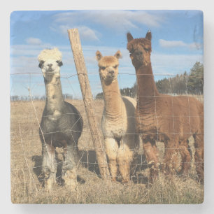 Stone Underlägg - Alpacas Phaethon, Barley, Marvin