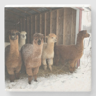 Stone Underlägg - Snö som sjunker på Alpacas