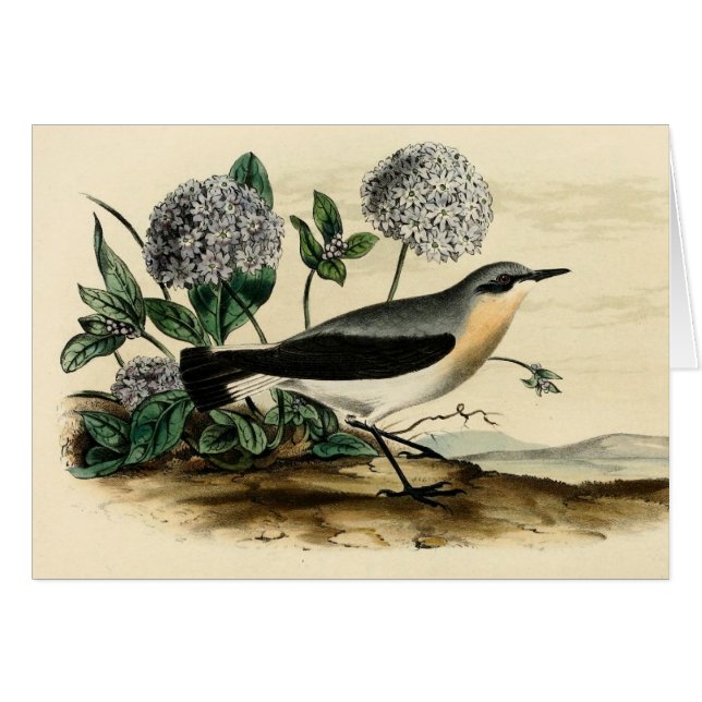 Stonechat gärdsmyg hälsningskort (Framsidan Horizontal)