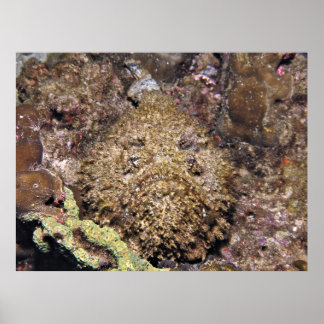 Stonefish Poster
