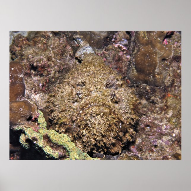 Stonefish Poster (Framsidan)