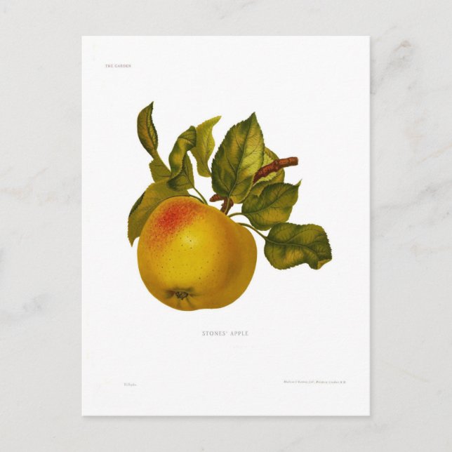 Stones' Apple Vykort (Framsida)