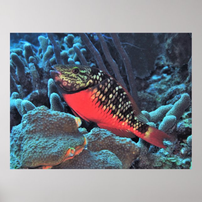 Stoplight Parrotfish Poster (Framsidan)
