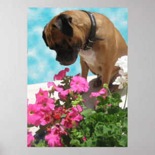 Stoppa och blötlägga blommorna poster