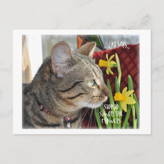 Stoppa och blötlägga blommorna vykort (Framsida)