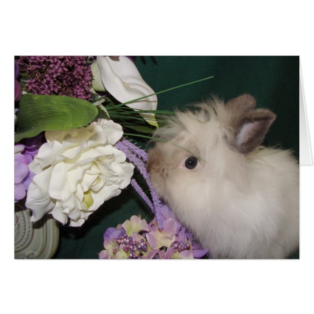 Stoppa och skala blommorna 3 OBS kort (Framsidan Horizontal)