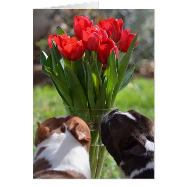 Stoppa och spola tulpanerna hälsningskort (Framsidan)