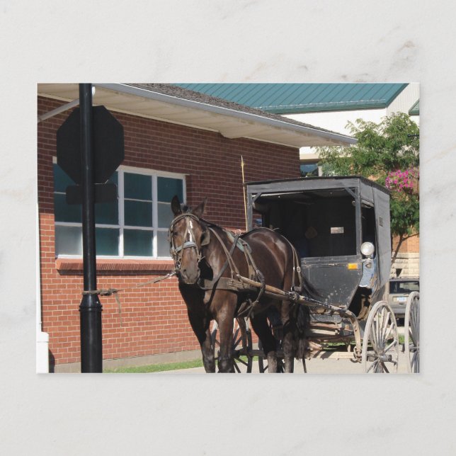 Stoppad för en spell, en amatörhäst vid stoppskylt vykort (Framsida)