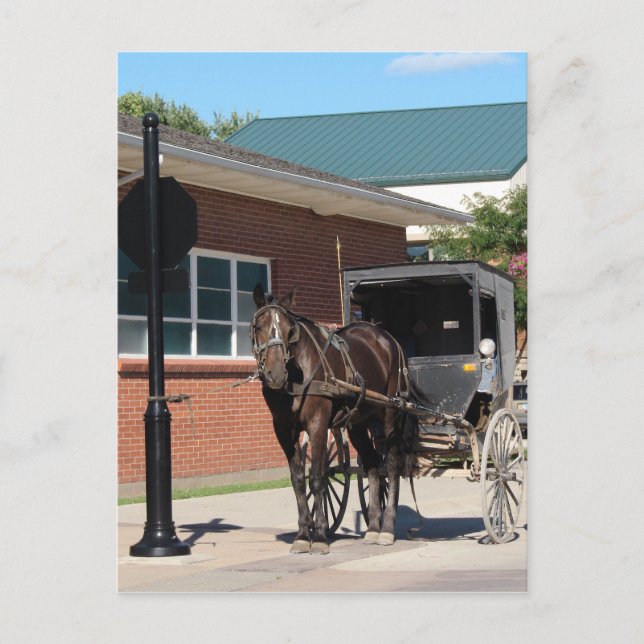 Stoppad för en spell, en amatörhäst vid stoppskylt vykort (Framsida)