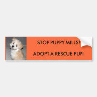 STOPPVALPEN MAL! ADOPTERA EN RESCUSE-VALP! …