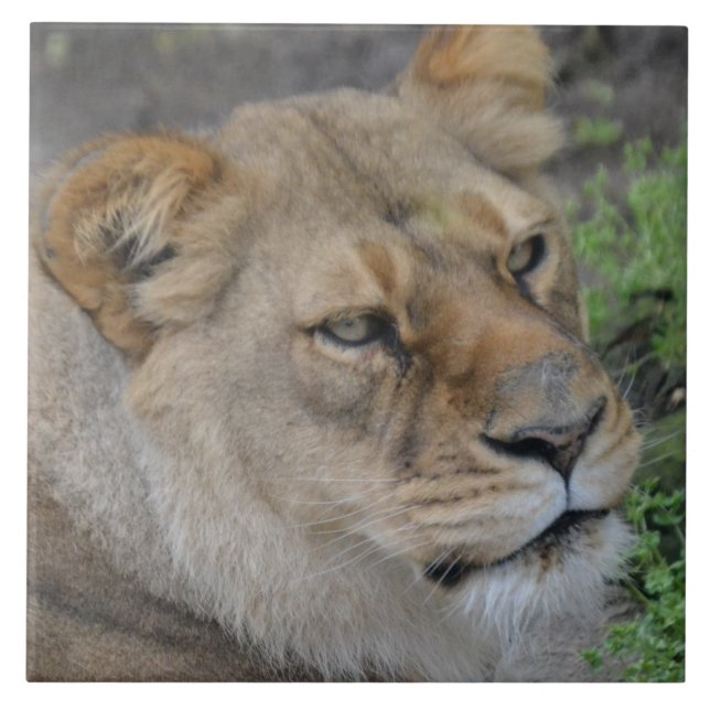 Stor (6 tum x 6 tum) keramiskt fotouppställning kakelplatta (Framsidan)