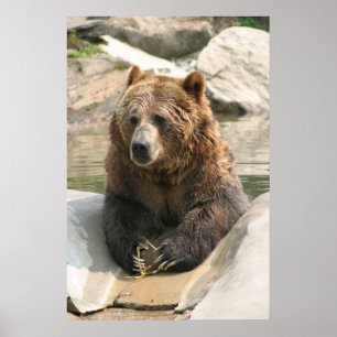 stor affisch 2 för grizzlybjörn