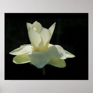 Stor affisch för vitlotusblommablomma
