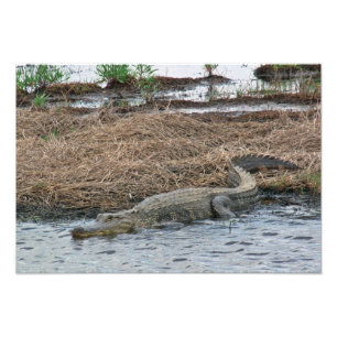 stor alligatorfotoförstoring fototryck