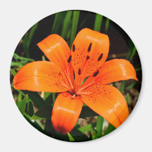 Stor asiatisk orange, lily Magnet