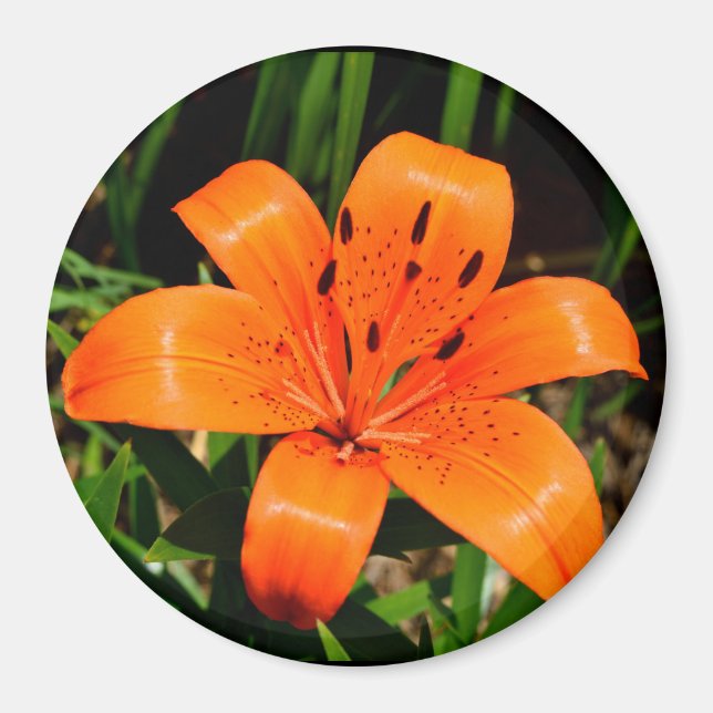 Stor asiatisk orange, lily Magnet (Framsidan)