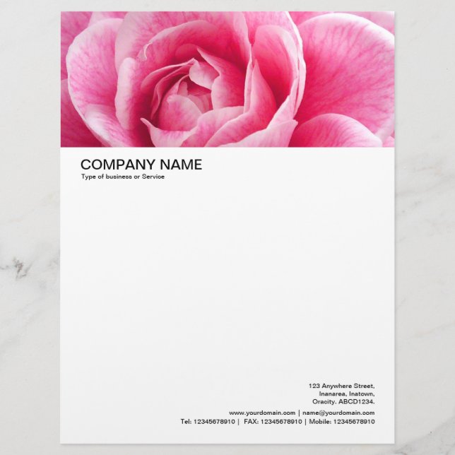 Stor Bild Header - Rosa Camelia Brevhuvud (Framsida)