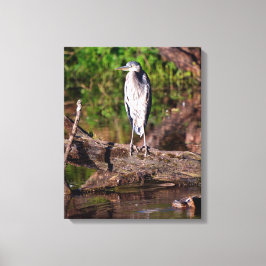Stor blåhäger på stock Foto inslaget canvas 16x20