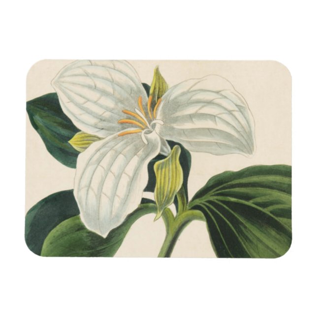 Stor blommad trillium magnet (Horisontell)
