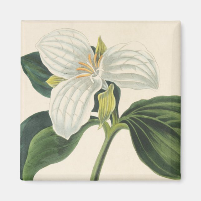 Stor blommad trillium magnet (Framsidan)